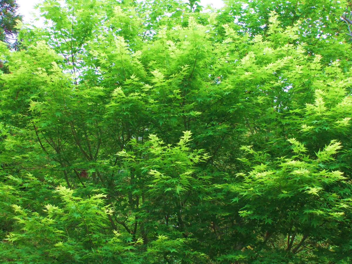 e0206242_13201470.jpg