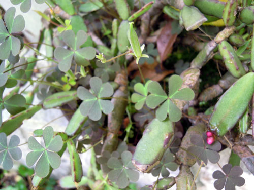 e0034047_1610338.jpg