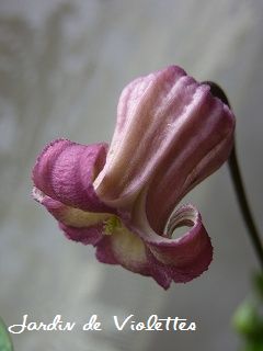 e0118257_1550777.jpg