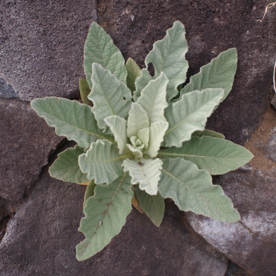c0122670_8104672.jpg