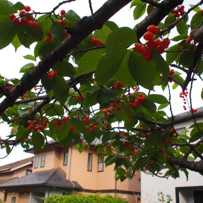 c0122670_8123451.jpg