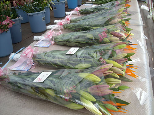 e0097770_1238363.jpg