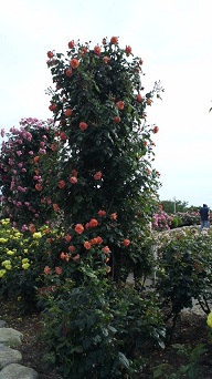 b0128589_9243850.jpg