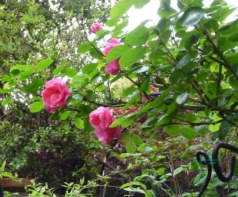 c0108693_22471582.jpg