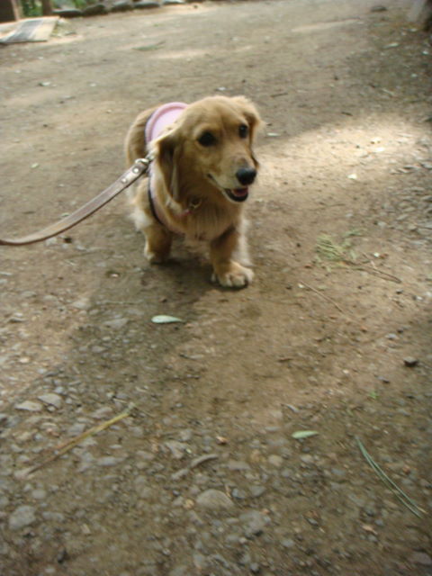 d0098295_16581669.jpg