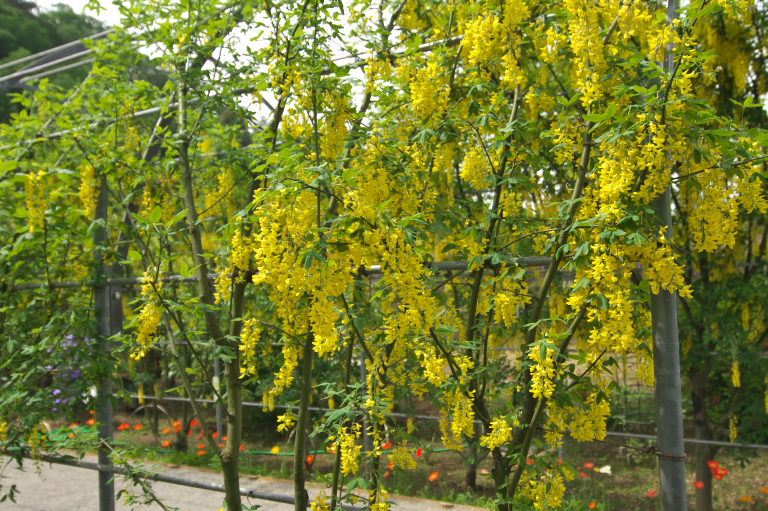 a0205012_1247920.jpg