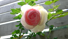f0060424_0103351.jpg