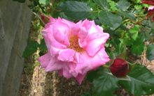 f0060424_011301.jpg