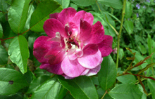 f0060424_07257.jpg