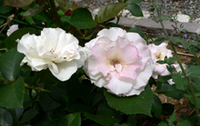 f0060424_084558.jpg