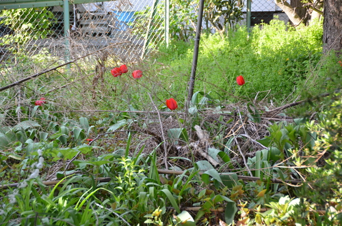 d0156438_1165531.jpg