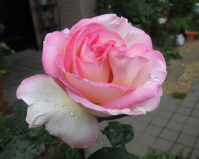 b0178339_16413159.jpg