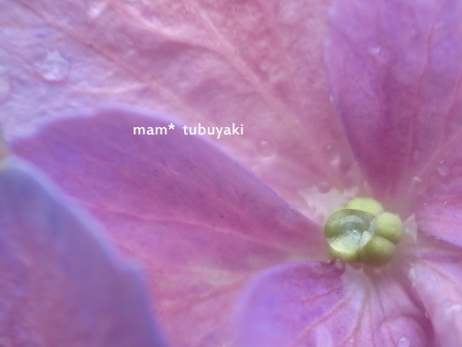 e0081339_16265041.jpg