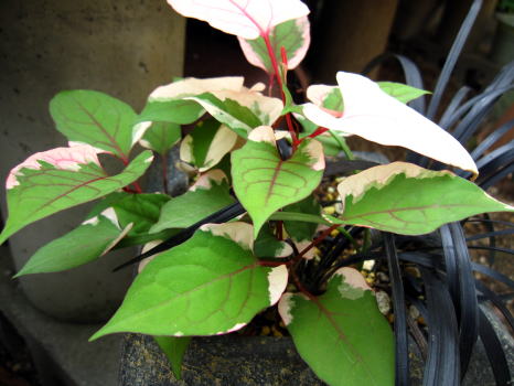 c0147952_2084583.jpg