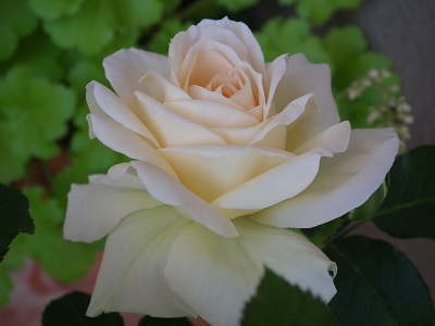 e0225164_6421355.jpg