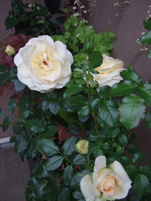 e0225164_6423737.jpg