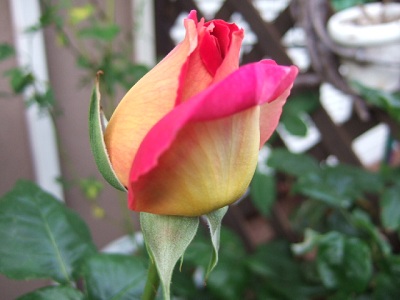e0225164_643419.jpg