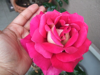 e0225164_644544.jpg