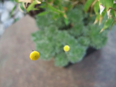 e0225164_6452443.jpg