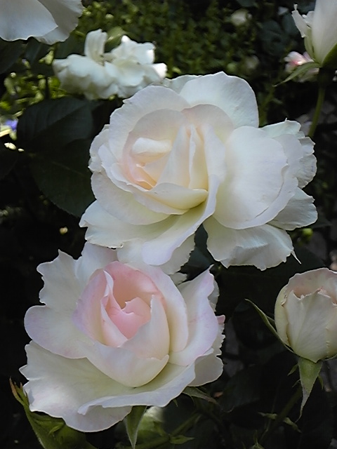 e0058665_22413655.jpg