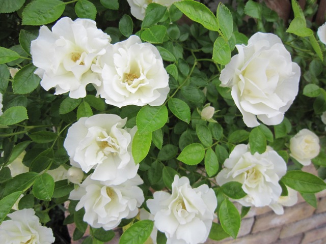 c0202870_823174.jpg