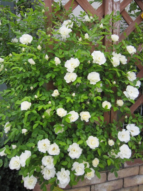 c0202870_823418.jpg
