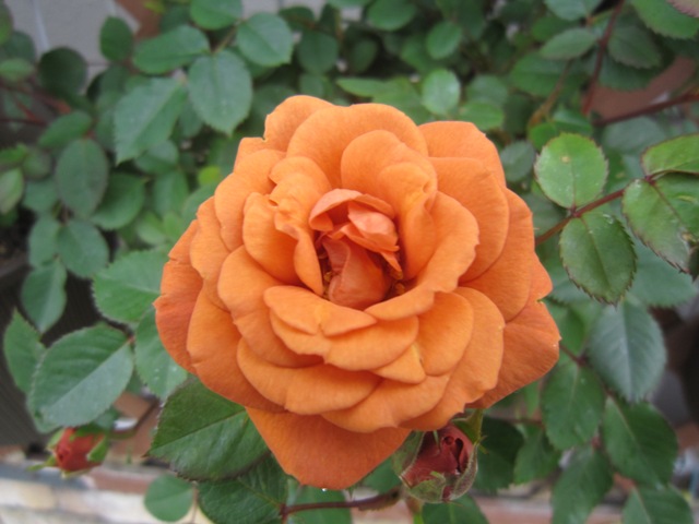 c0202870_825473.jpg