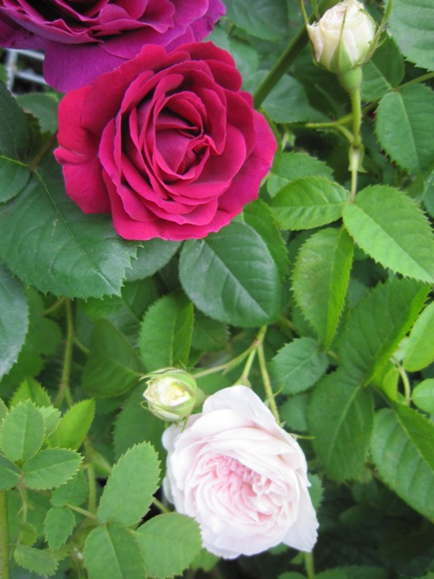 c0202870_8293299.jpg