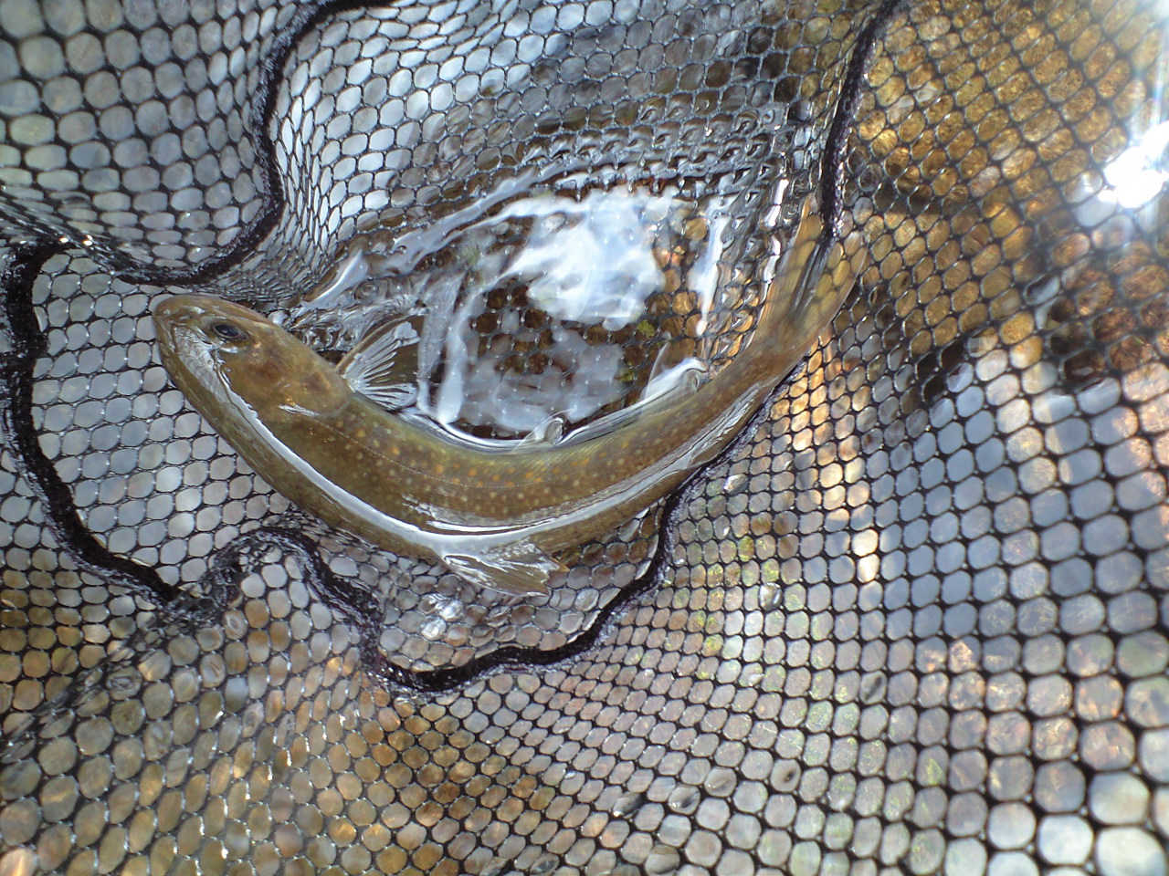a0093677_20315056.jpg