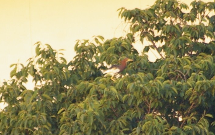 e0197884_21534056.jpg