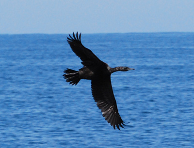 f0159390_958647.jpg