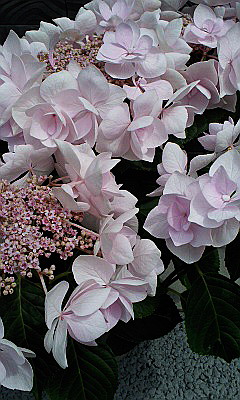 c0138198_161819.jpg