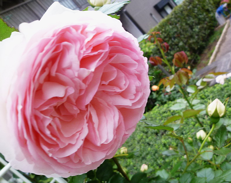 c0138198_1651679.jpg