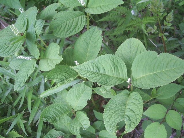 e0025300_1812547.jpg