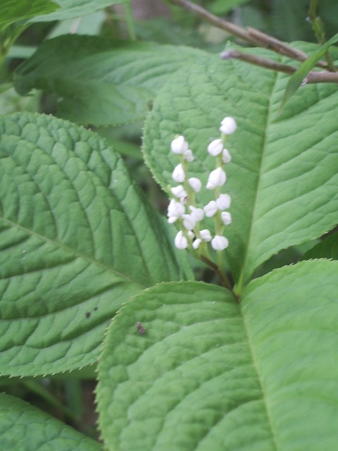 e0025300_181354100.jpg