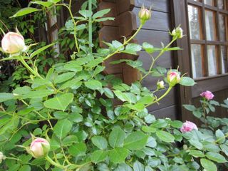 c0152002_9544162.jpg