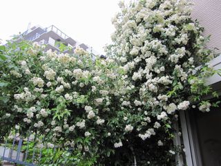 c0152002_9551070.jpg