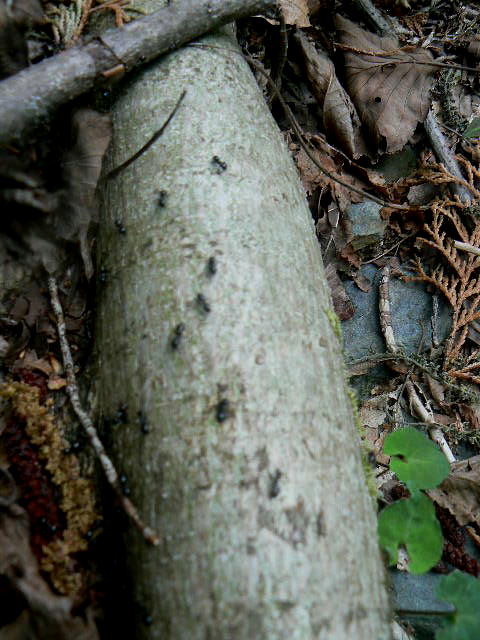 f0164503_011181.jpg