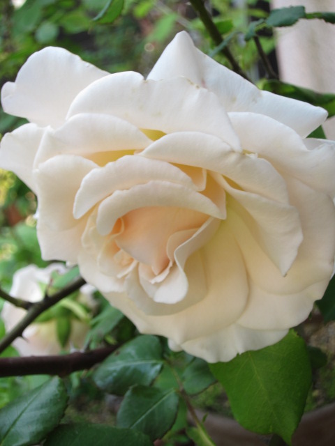 d0150309_21354551.jpg