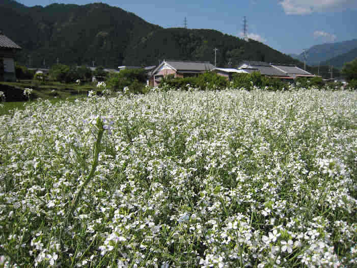 d0154609_12331688.jpg