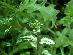 c0190010_18234979.jpg