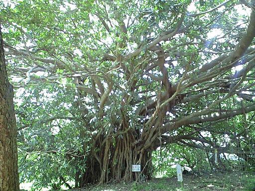 c0160014_1465678.jpg