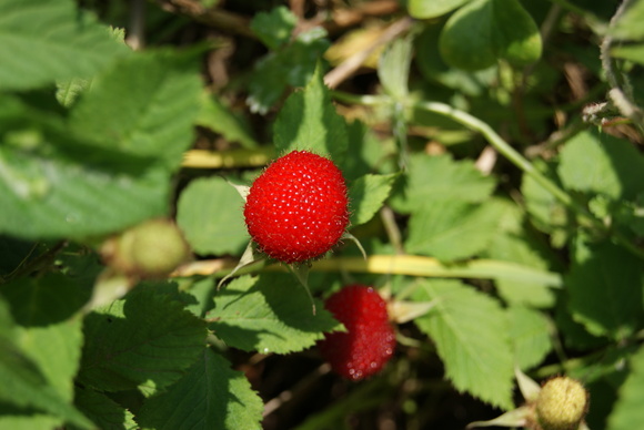 c0020320_1411521.jpg