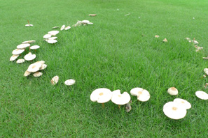 d0042827_2575575.jpg