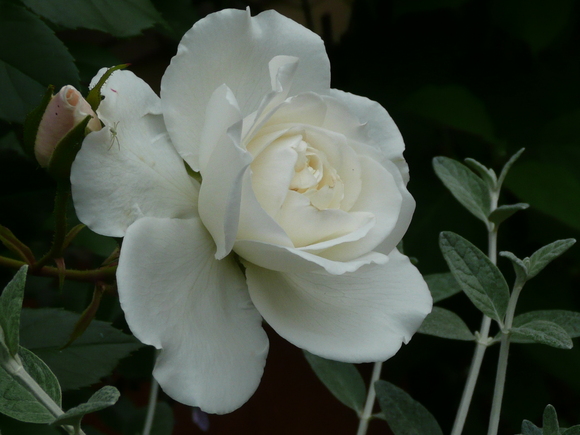 c0009528_17413882.jpg