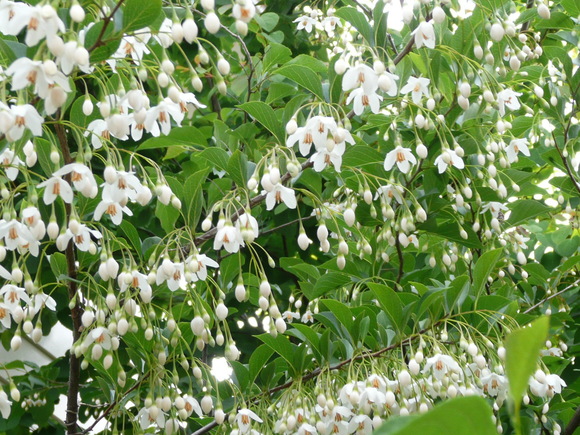 c0009528_17492850.jpg
