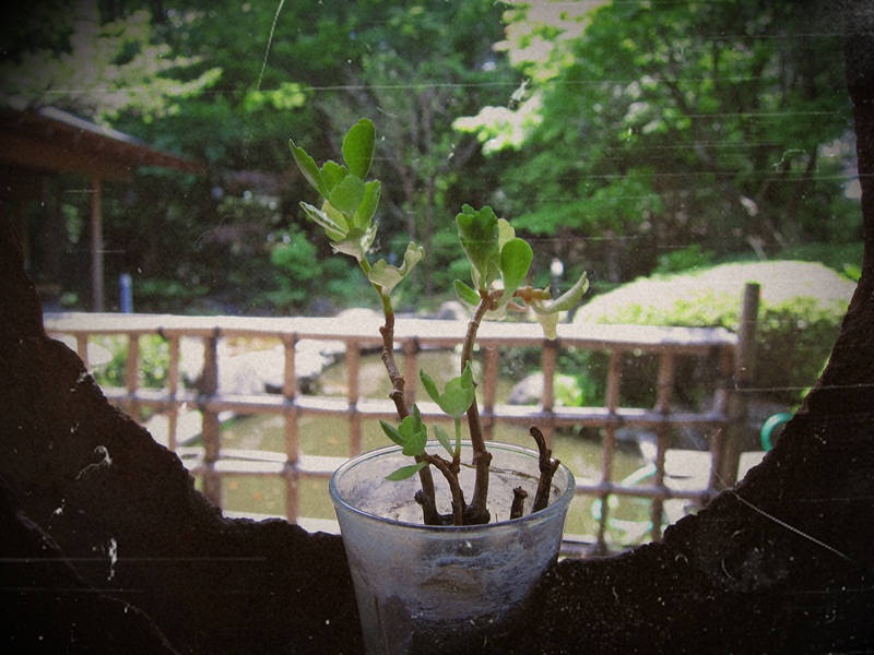 c0164234_102686.jpg