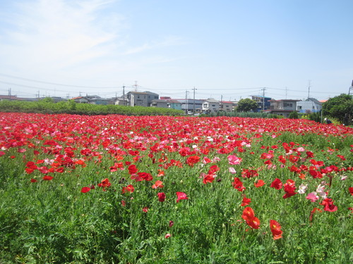 a0162635_19544213.jpg