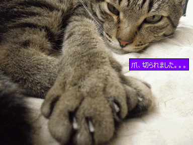 c0136736_1114148.gif