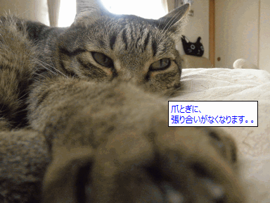 c0136736_11142591.gif
